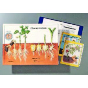 Germination Activity Model